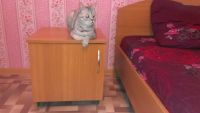 Лот: 3608552. Фото: 4. Кровать 1,6х2, матрас, тумба. Красноярск