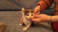 Лот: 11771560. Фото: 2. Отдам котят. В новую семью. Животные и уход