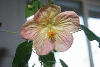 Лот: 2714626. Фото: 3. Абутилон Белла персиковый. Растения и животные