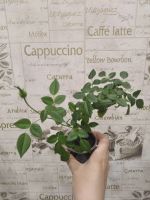 Лот: 17848630. Фото: 4. Роза Карусель. Красноярск