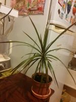 Лот: 8686105. Фото: 2. Драцена окаймлённая. Комнатные растения и уход