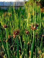 Лот: 7800613. Фото: 4. лук-многоярусный 5. Красноярск