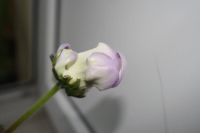 Лот: 4242611. Фото: 5. Глоксиния белая с голубой каймой...