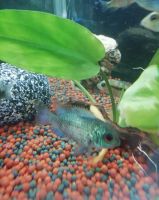 Лот: 15889742. Фото: 2. Наннакара неоновая. Аквариумистика