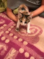 Лот: 10299636. Фото: 7. Котята