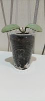 Лот: 20577228. Фото: 3. Хойя (Hoya carnosa 'grey ghost... Растения и животные