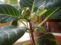 Лот: 7330421. Фото: 6. Глоксиния цветущая махровая. Цена...