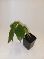 Лот: 25882853. Фото: 2. Роза китайская гибискус отросток... Комнатные растения и уход