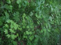 Лот: 9673639. Фото: 7. Клён сахарный ( Acer saccharum...