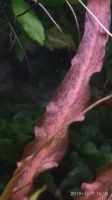 Лот: 16052561. Фото: 2. Криптокорина Альбида Ред (Cryptocoryne... Аквариумистика