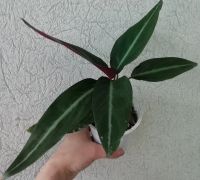 Лот: 15276743. Фото: 2. Строманта Sanguinea Maroon. Комнатные растения и уход