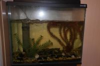 Лот: 6762268. Фото: 2. Аквариум+тумба. Аквариумистика