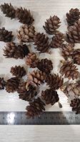 Лот: 25900025. Фото: 5. Шишки маленькие лиственница