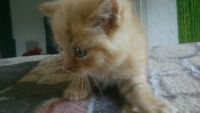 Лот: 7752556. Фото: 2. Рыженький котеночек девочка 1... Животные и уход