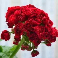 Лот: 17326545. Фото: 2. Пеларгония "СВЕТ Катя Коцкая". Комнатные растения и уход