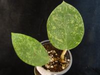 Лот: 16431644. Фото: 2. Хойя.Hoya sp. Heart shape leaves... Комнатные растения и уход
