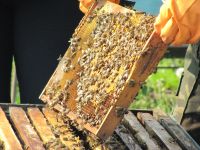 Лот: 14911912. Фото: 5. Мёд натуральный с разнотравья