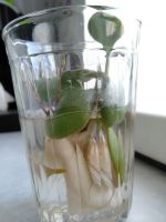 Лот: 15422799. Фото: 2. Толстянка (денежное дерево) 2. Комнатные растения и уход