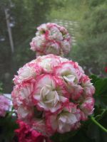 Лот: 10058105. Фото: 5. Пеларгония Apple Blossom Rosebud...