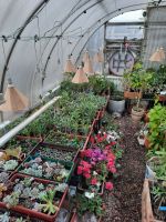 Лот: 3257357. Фото: 3. Адениум семена, растения. Растения и животные