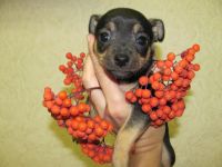 Лот: 6252125. Фото: 4. Щенок той-терьера. Красноярск