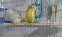 Лот: 5387488. Фото: 3. Продам попугаев!!!. Растения и животные