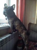Лот: 10408119. Фото: 5. Французский бульдог