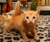 Лот: 2301200. Фото: 2. Котенок персиковый. Животные и уход