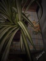 Лот: 2188293. Фото: 2. Пушистик "Хлорофитум" несколько... Комнатные растения и уход