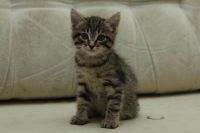 Лот: 3423711. Фото: 2. Котята, котенок, киска. Животные и уход