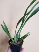 Лот: 12665951. Фото: 2. Орхидея камбрия. Комнатные растения и уход
