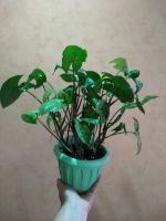 Лот: 14552251. Фото: 3. Сингониум 2. Растения и животные