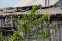 Лот: 7102369. Фото: 5. Телевик Sony-Minolta A DT 55-200f4-5...