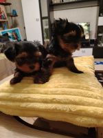 Лот: 25886034. Фото: 3. Щенки Йорка. Растения и животные