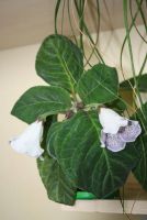 Лот: 4399963. Фото: 2. Глоксиния (ситец фиолетовый, цветет... Комнатные растения и уход