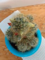 Лот: 21061381. Фото: 3. Маммилярия побегоносная/Mammillaria... Растения и животные