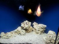 Лот: 9726583. Фото: 2. Аквариум. Аквариумистика