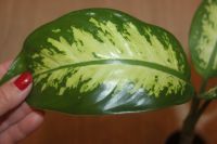 Лот: 7739906. Фото: 3. Диффенбахия кустовая. Растения и животные