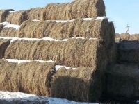 Лот: 7079233. Фото: 3. Продам СЕНАЖ. Растения и животные