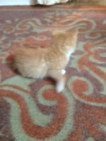 Лот: 9704482. Фото: 5. Отдам котят в хорошие руки