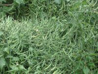 Лот: 1323871. Фото: 6. Стручковая редиска (rat tail radish...