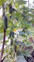 Лот: 14341323. Фото: 2. Огурцы. Продукты