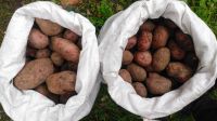 Лот: 16623979. Фото: 2. Картофель. Продукты