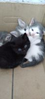 Лот: 17665606. Фото: 4. Котенок от британской кошки. Красноярск