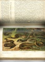 Лот: 15718667. Фото: 21. Происхождение животного мира доктора...