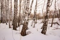Лот: 25294808. Фото: 6. участок , ДНТ Чёрная Сопка ДНТ...