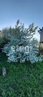 Лот: 25295622. Фото: 4. 2-комн. дача , дачное некоммерческое... Красноярск