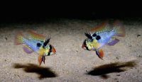 Лот: 16203674. Фото: 3. Апистограмма рамирези (Microgeophagus... Растения и животные