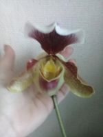 Лот: 11129540. Фото: 2. орхидея Пафиопедилум *. Комнатные растения и уход