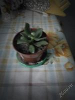 Лот: 2278529. Фото: 3. детка денежного дерева( листик... Растения и животные